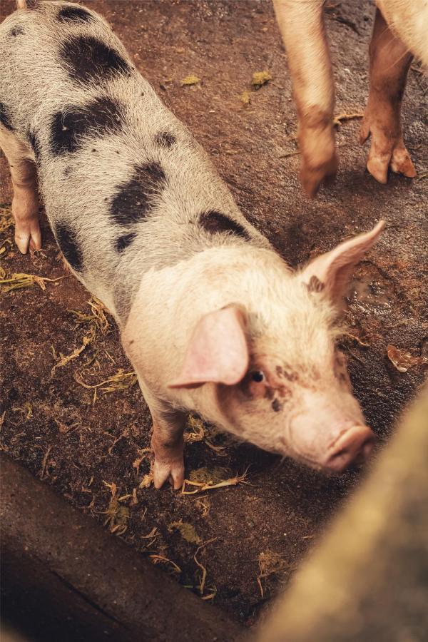 Hotel Fazenda Agua Branca ボニート エクステリア 写真