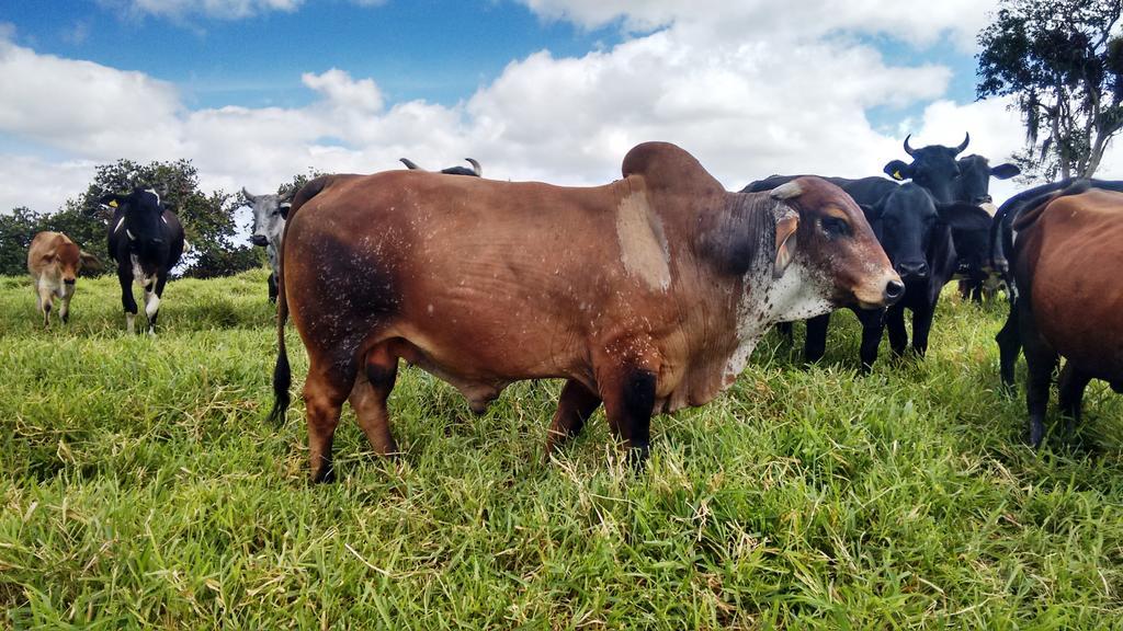 Hotel Fazenda Agua Branca ボニート エクステリア 写真